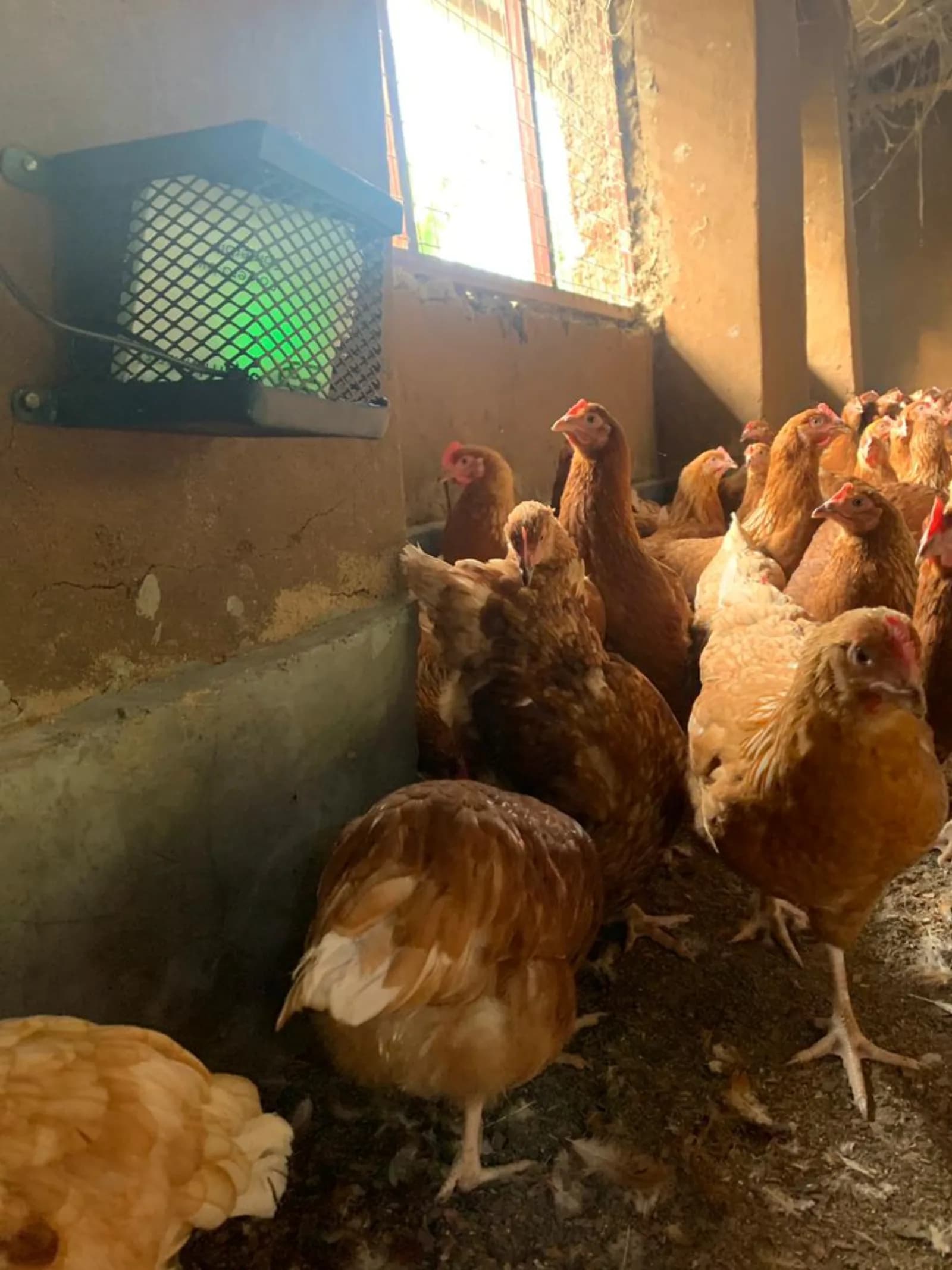 Poultry
